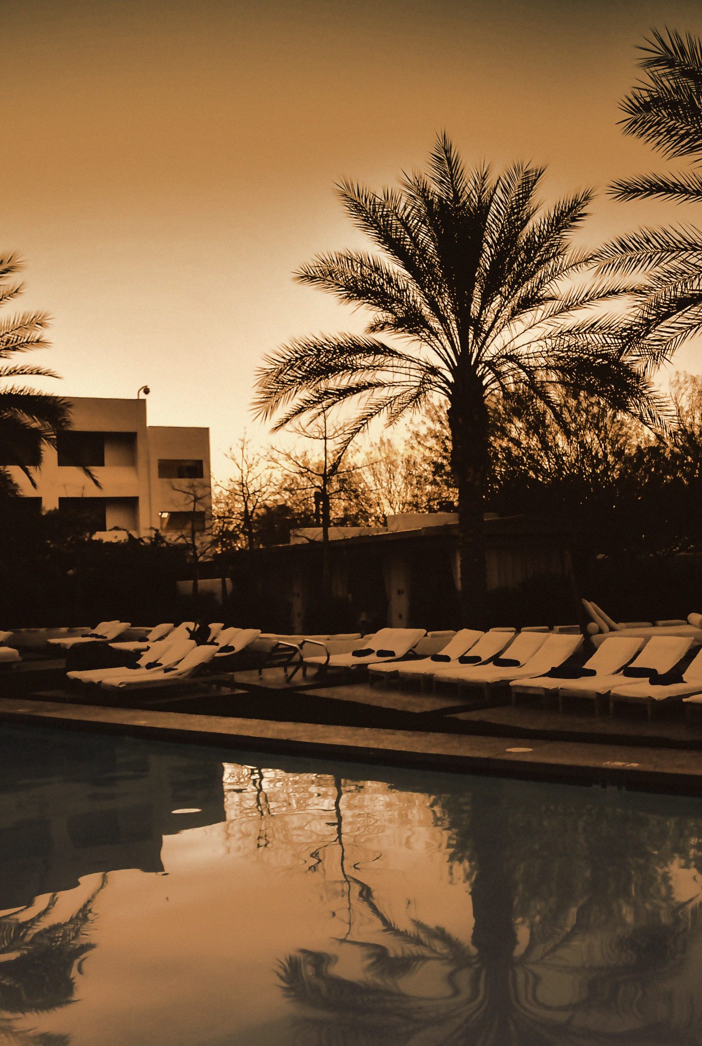 The pool under palm trees at sunset
