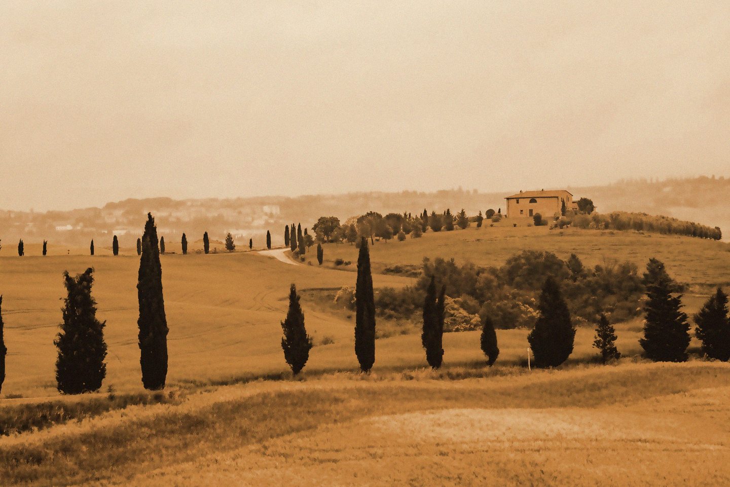 Rolling hills and cypress at golden hour