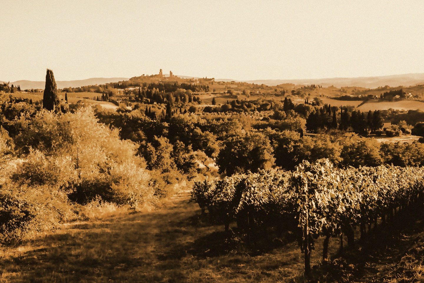 A masia above the vineyard rows
